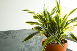 Placing a large houseplant in front of a non-working fireplace hides the unsightly black hole.