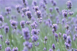 The color purple, in both light and dark shades, is a versatile hue.