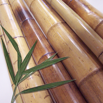 bamboo