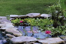 Small Pond