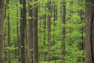 Combine green design an energy efficiency with woven bamboo shades