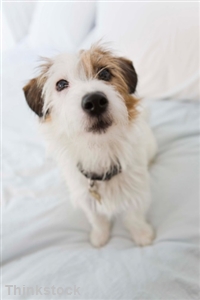 Roller shades can keep dogs safe in the summer heat