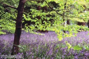 Home decorators can take their cue on color from nature.