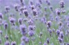 The color purple, in both light and dark shades, is a versatile hue.
