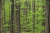 Combine green design an energy efficiency with woven bamboo shades