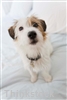 Roller shades can keep dogs safe in the summer heat