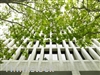 Green an office with bamboo woven shades