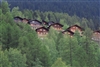 Decorate a cabin with woven shades