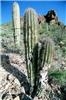 Miniature cacti, like their desert counterparts, are sun lovers and thrive near sunny windows.