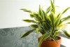 Window treatments can help control light needed for various plants