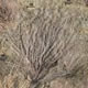 Mossy Oak Brush