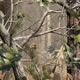 Realtree APG