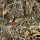 Realtree Max 4